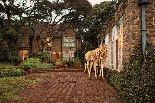 wanderlust_tips_enjoy-breakfast-with giraffes-in-Kenya4 (1)