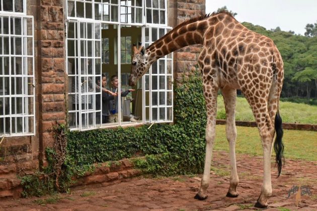 wanderlust_tips_enjoy-breakfast-with giraffes-in-Kenya4 (10)