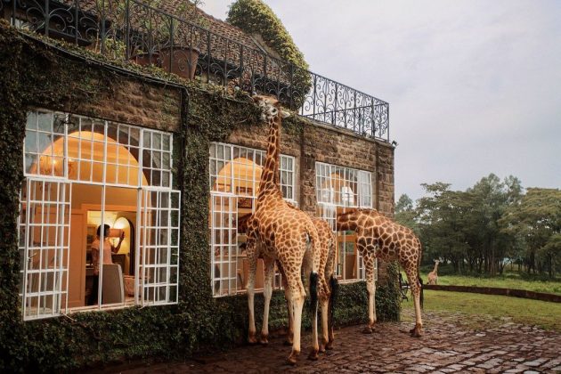 wanderlust_tips_enjoy-breakfast-with giraffes-in-Kenya4 (2)