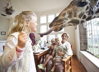 wanderlust_tips_enjoy-breakfast-with giraffes-in-Kenya4