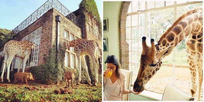 wanderlust_tips_enjoy-breakfast-with giraffes-in-Kenya4 (4)