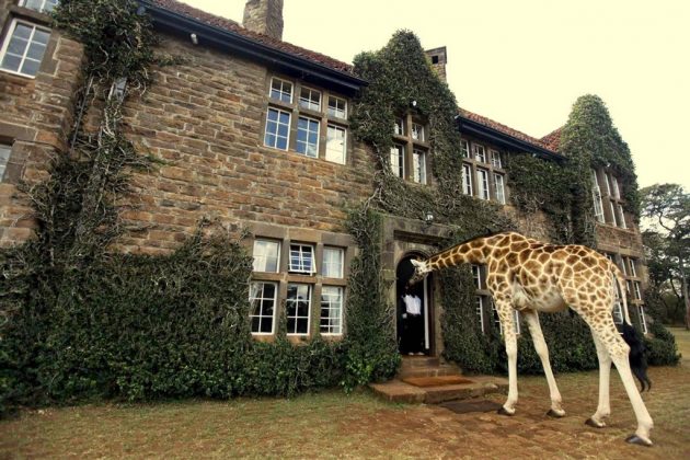 wanderlust_tips_enjoy-breakfast-with giraffes-in-Kenya4 (5)