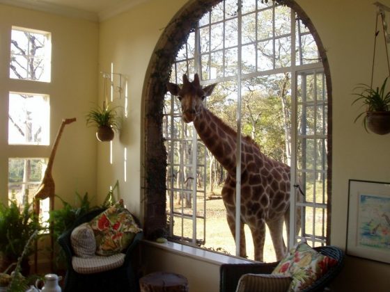 wanderlust_tips_enjoy-breakfast-with giraffes-in-Kenya4 (6)