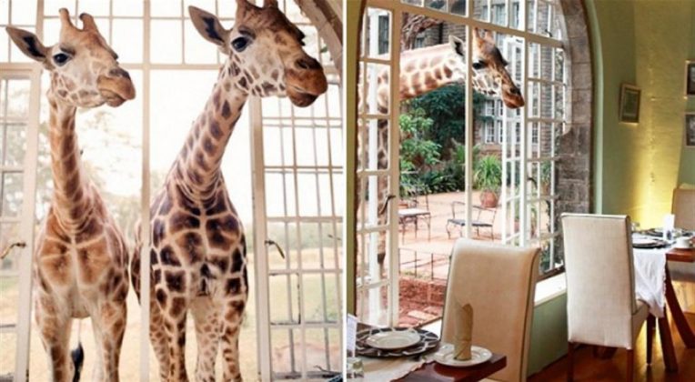 wanderlust_tips_enjoy-breakfast-with giraffes-in-Kenya4 (7)