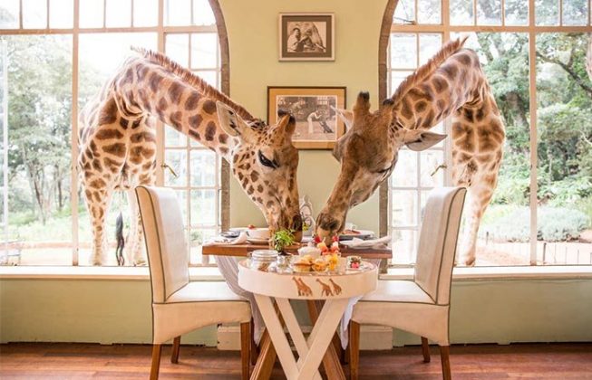 wanderlust_tips_enjoy-breakfast-with giraffes-in-Kenya4 (8)