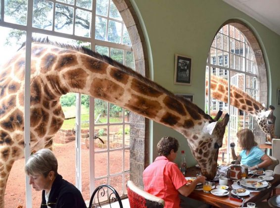 wanderlust_tips_enjoy-breakfast-with giraffes-in-Kenya4 (9)