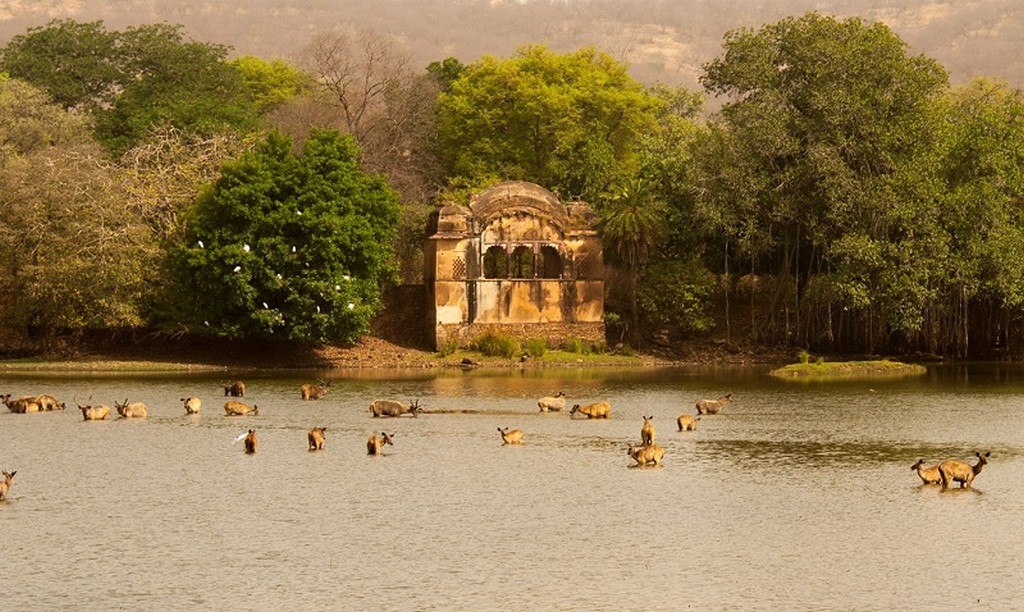 1 Ranthambore-National-Park 1