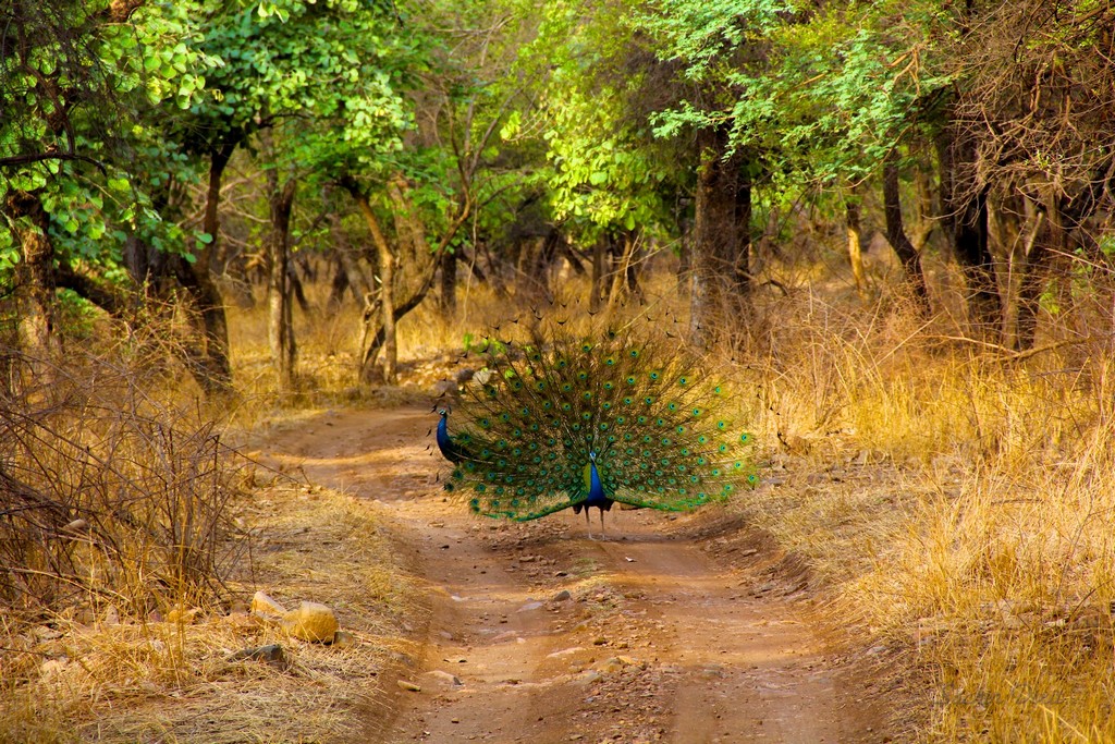 1 Ranthambore-National-Park 2