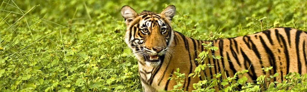 1 Ranthambore-National-Park