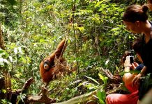 Gunung Leuser National Park, Indonesia