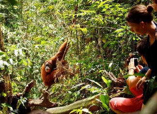 Gunung Leuser National Park, Indonesia
