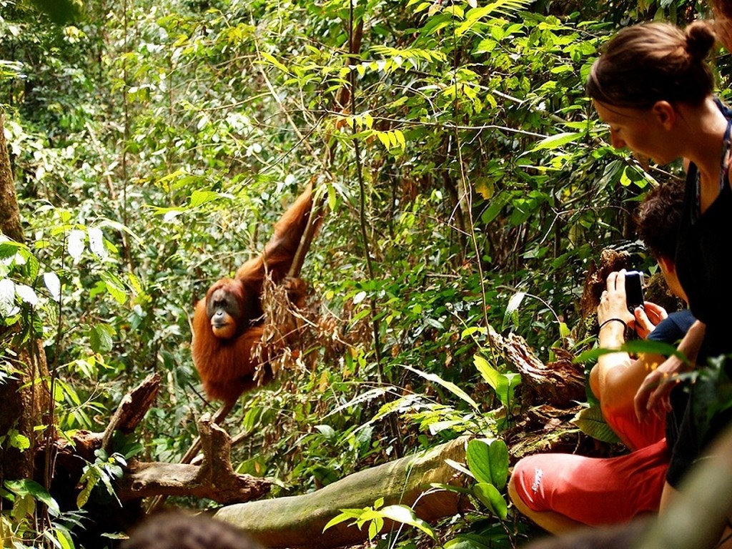 10. Gunung Leuser National Park, Indonesia