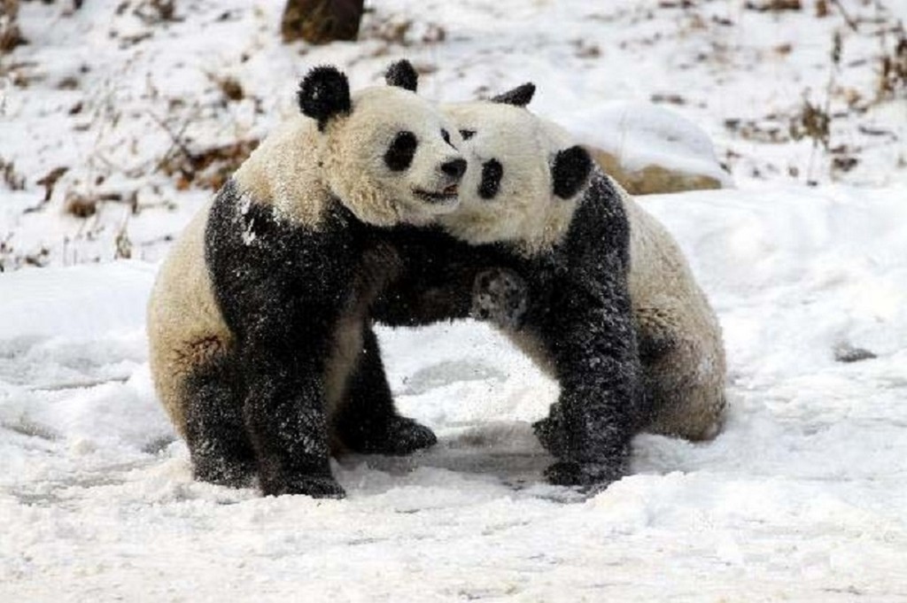 3 Foping Nature Reserve, Shaanxi Province, China