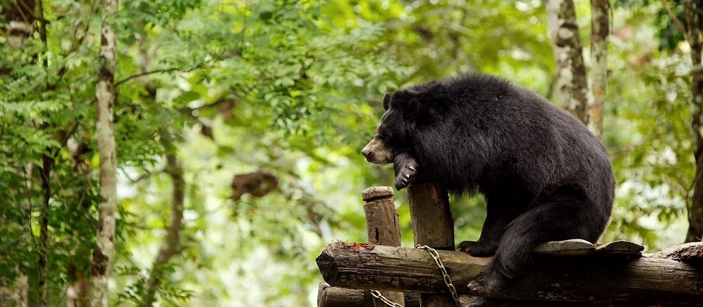 4. Xe Pian National Protected Area, Laos 4