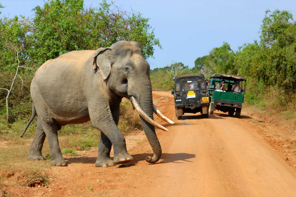 5. Yala National Park, Sri Lanka 1