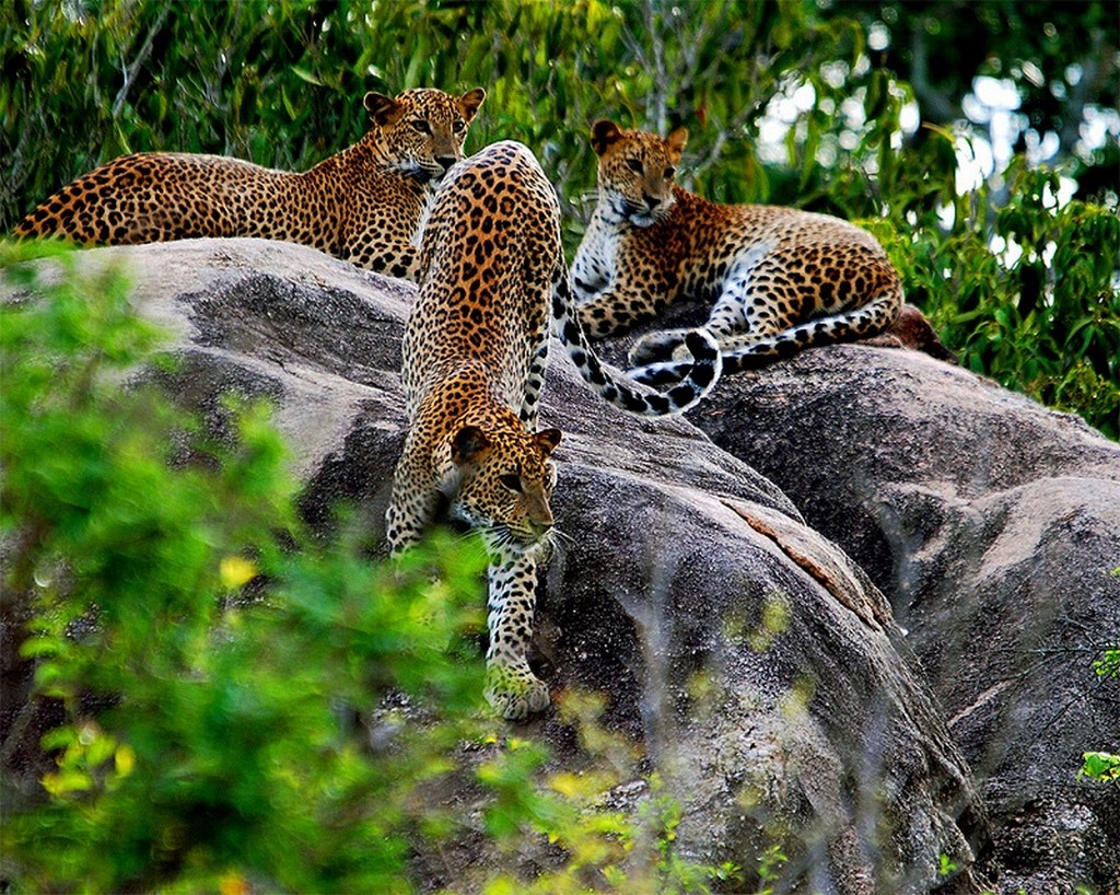 5. Yala National Park, Sri Lanka 3
