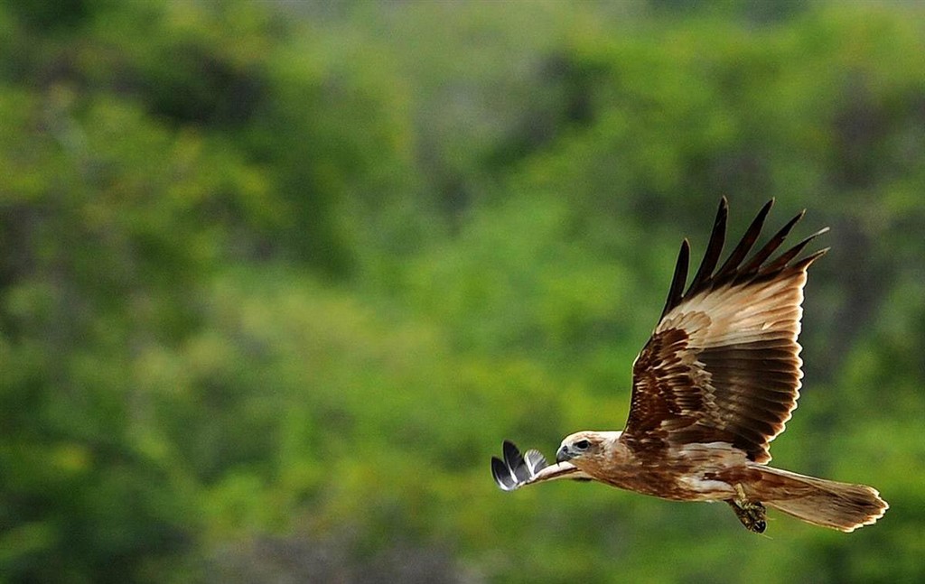 5. Yala National Park, Sri Lanka 5