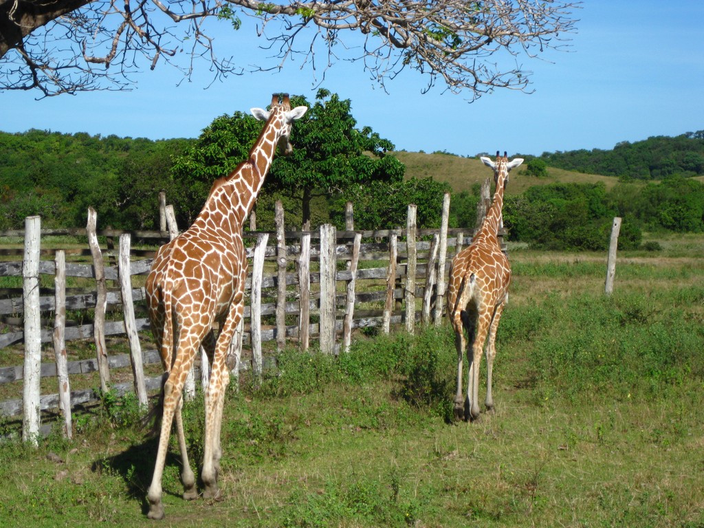 7. Calauit Safari Park, Philippines 2