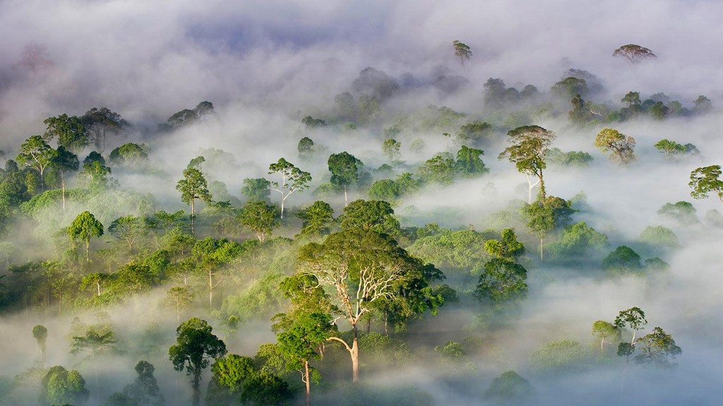 8. Danum Valley Conservation Area, Sabah, Malaysia 1