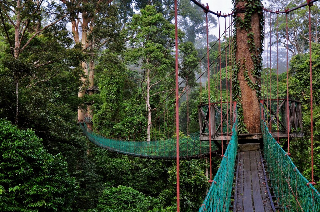 8. Danum Valley Conservation Area, Sabah, Malaysia 2