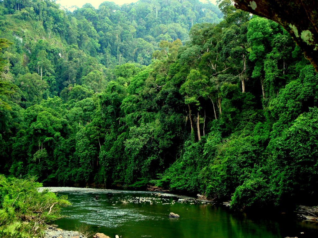 8. Danum Valley Conservation Area, Sabah, Malaysia 3