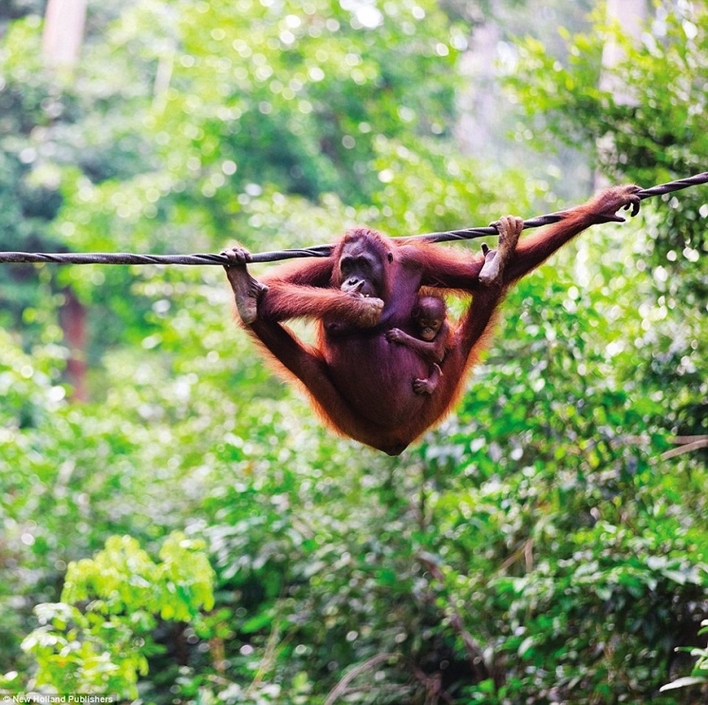 8. Danum Valley Conservation Area, Sabah, Malaysia