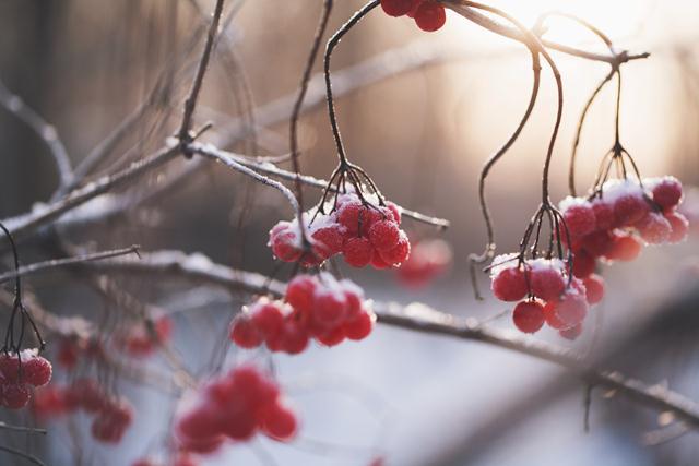 fruit-trees-enjoy-warm-winter-in-western