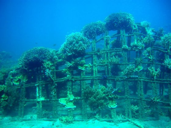 pemuteran-bali-island-new-land-on-the-bali-island-bali-attractions-20