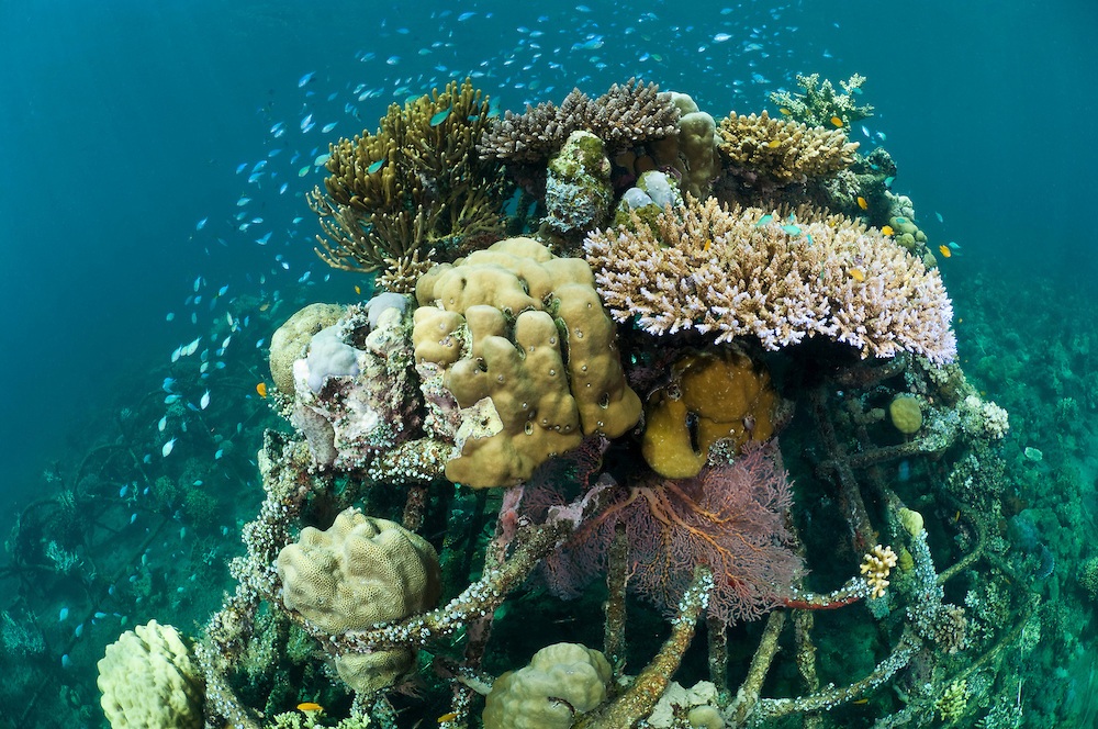 pemuteran-biorock-the-new-land-on-the-bali-island1