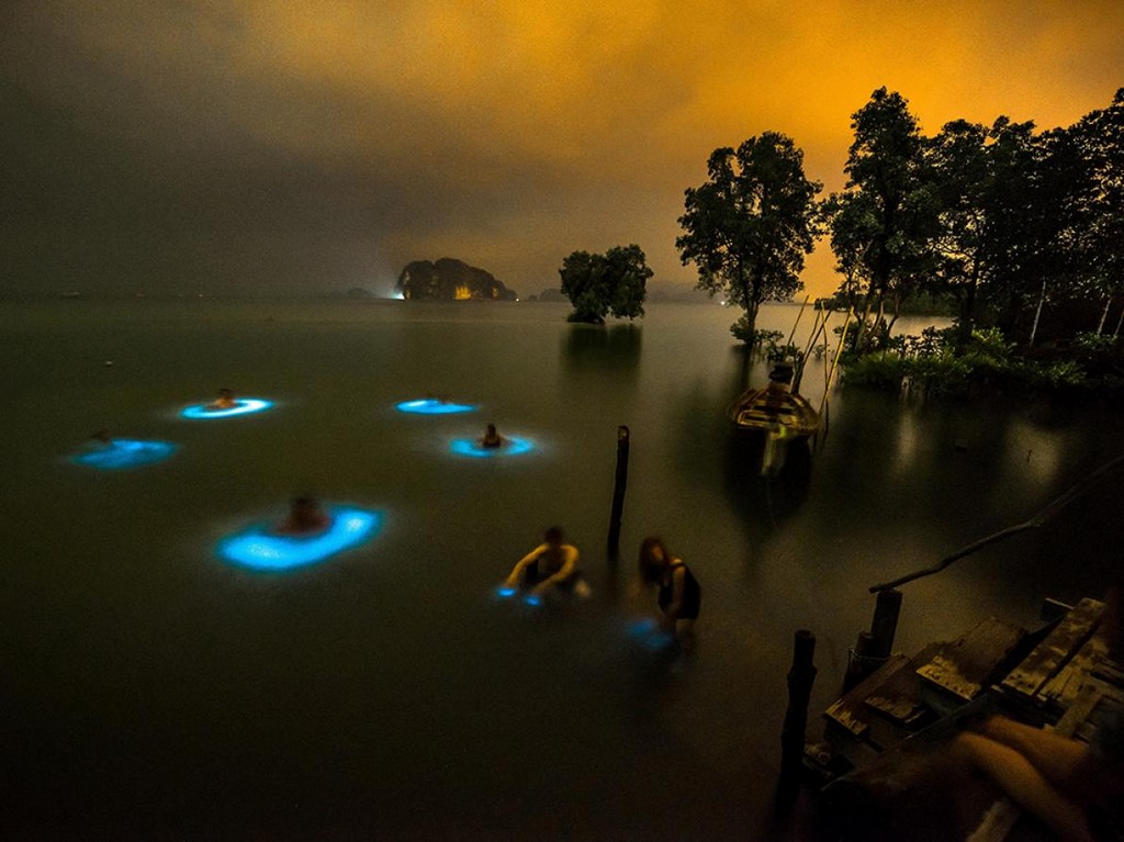 plankton krabi thailand