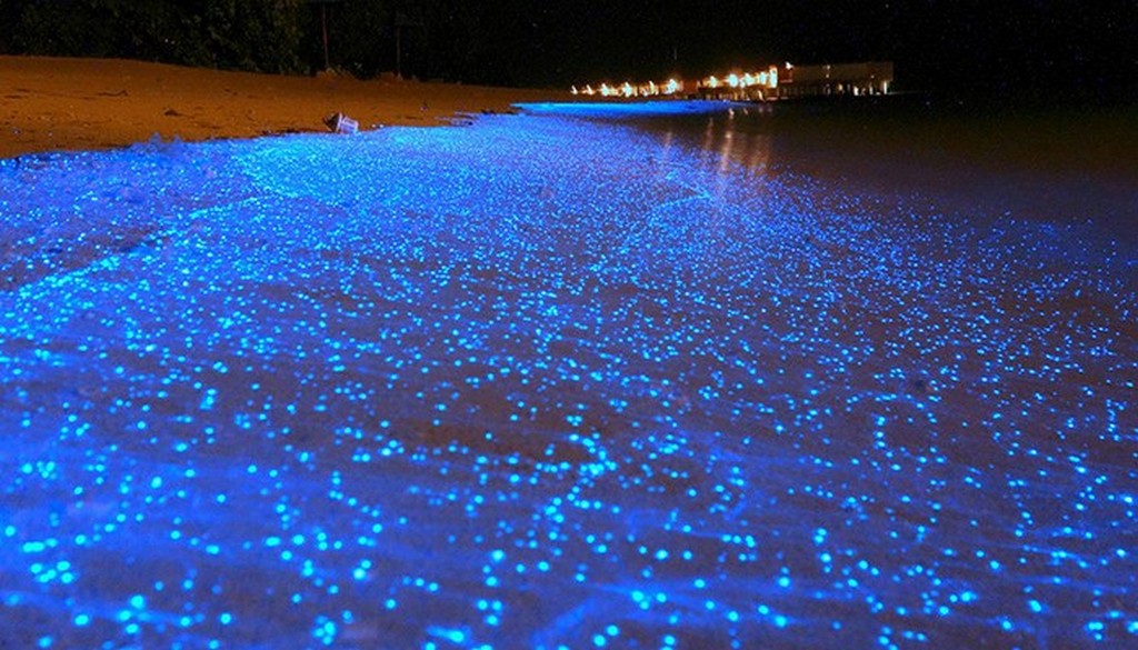 plankton krabi thailand