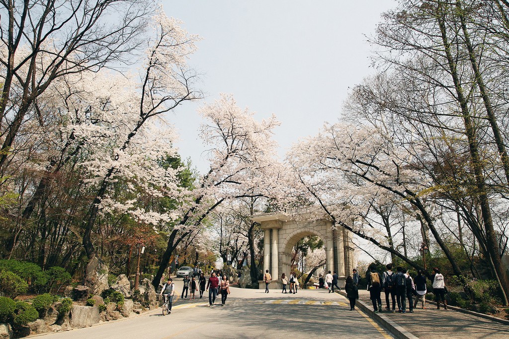 kyung-hee-university-location-for-viewing-cherry-blossom-seoul-korea