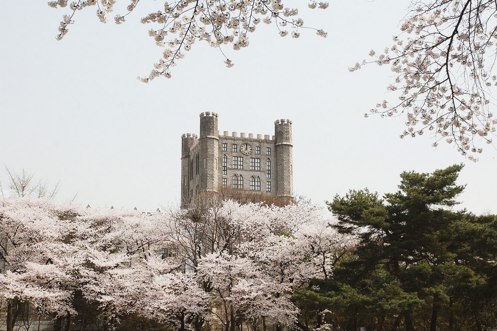 kyung-hee-university-location-for-viewing-cherry-blossom-seoul-korea3