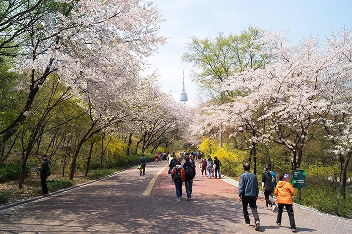 namsan-seoul-tower-location-for-viewing-cherry-blossom-seoul-korea2