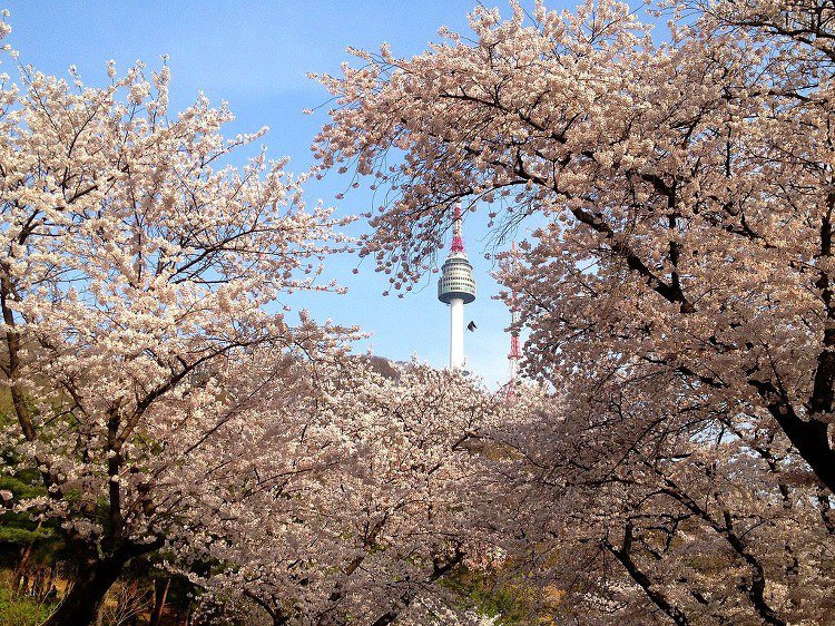 namsan-seoul-tower-location-for-viewing-cherry-blossom-seoul-korea6