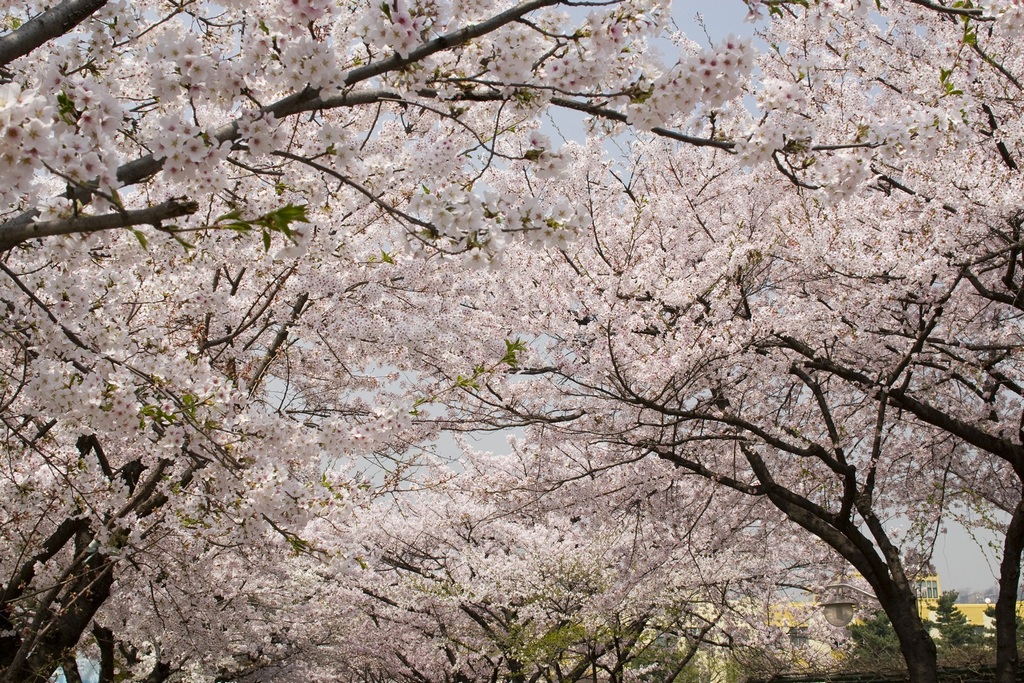 samcheong-dong-location-for-viewing-cherry-blossom-seoul-korea3