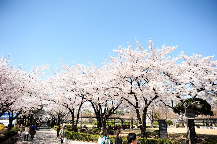 samcheong-dong-location-for-viewing-cherry-blossom-seoul-korea4