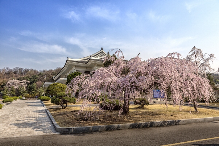 seoul-national-cemetery-location-for-viewing-cherry-blossom-seoul-korea2