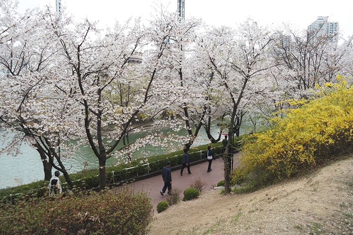 yangjae-cheon-location-for-viewing-cherry-blossom-seoul-korea3