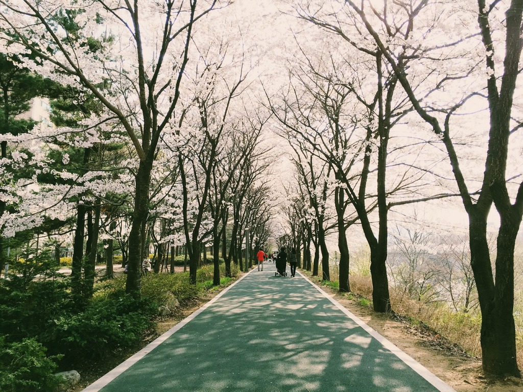 yangjae-cheon-location-for-viewing-cherry-blossom-seoul-korea9
