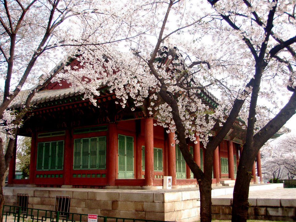 Blossoms at the Samcheongdong public library.
