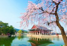Seoul cherry blossom 2026 forecast — 9+ best places to see cherry blossoms in Seoul gyeongbokgung-palace-location-for-viewing-cherry-blossom-seoul-korea178