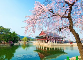 gyeongbokgung-palace-location-for-viewing-cherry-blossom-seoul-korea178