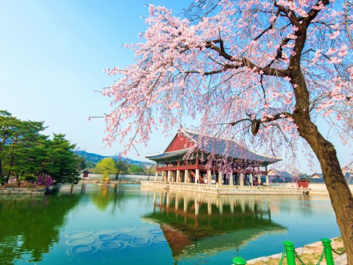 gyeongbokgung-palace-location-for-viewing-cherry-blossom-seoul-korea178 gyeongbokgung-palace-location-for-viewing-cherry-blossom-seoul-korea178