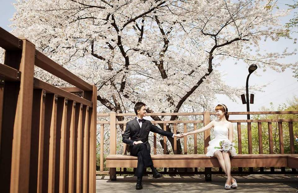 namsan cherry blossoms