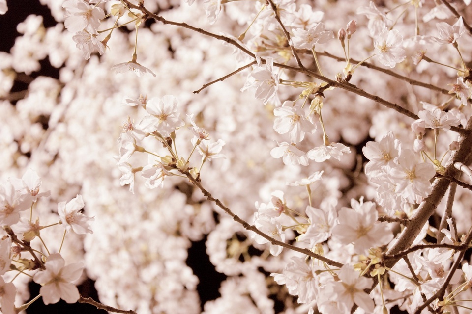 Samcheong-dong cherry blossom (4)