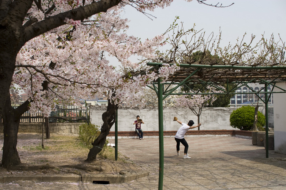Samcheong-dong cherry blossom (4)