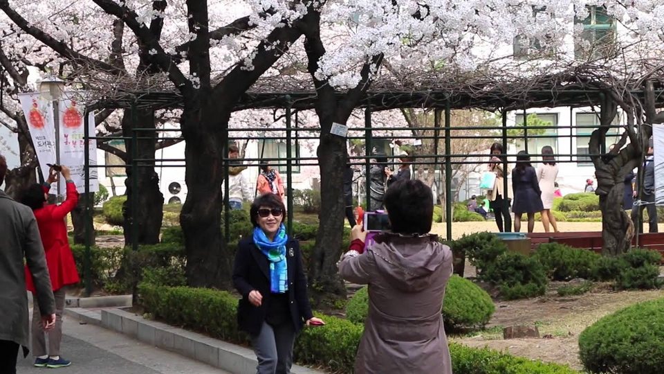 Samcheong-dong cherry blossom (4)