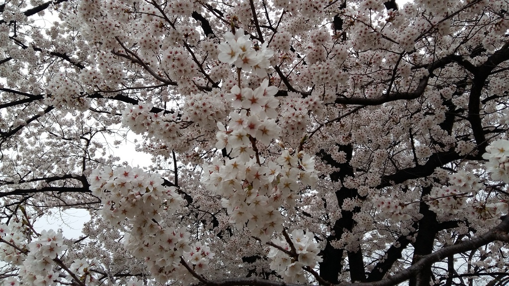 seoul-national-cemetery-location-for-viewing-cherry-blossom-seoul-korea14