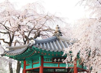 seoul-national-cemetery-location-for-viewing-cherry-blossom-seoul-korea17